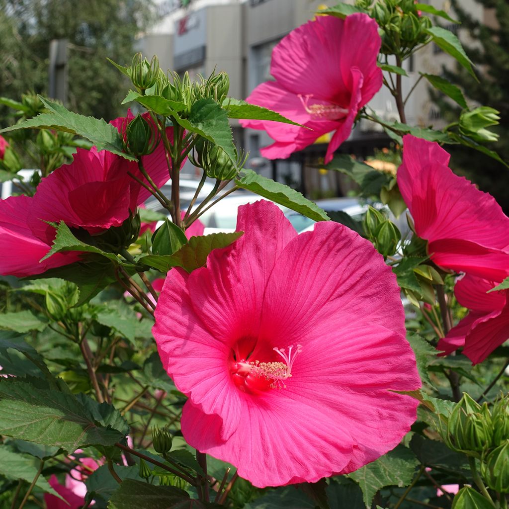 Hibiscus moscheutos Pink - Swamp Rose Mallow