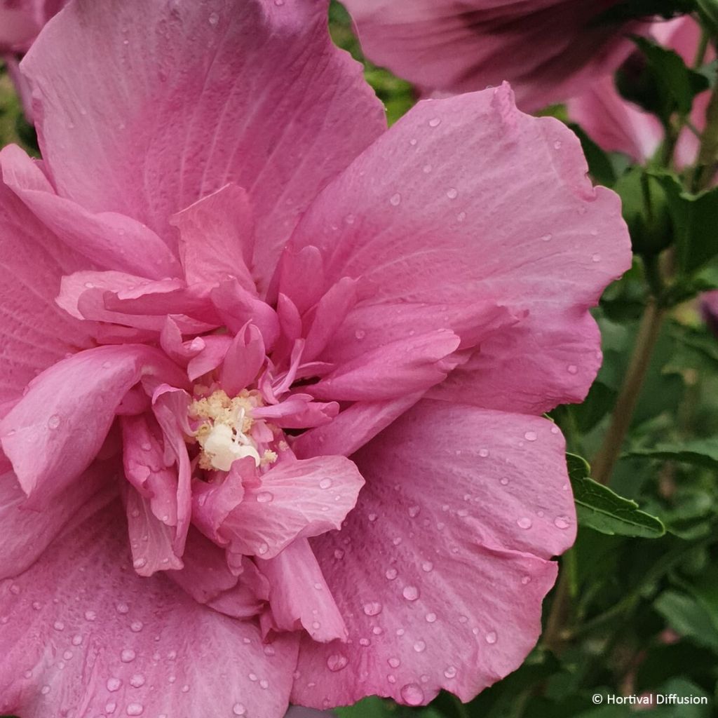 Hibiscus syriacus Beautifull Magenta - Rose of Sharon