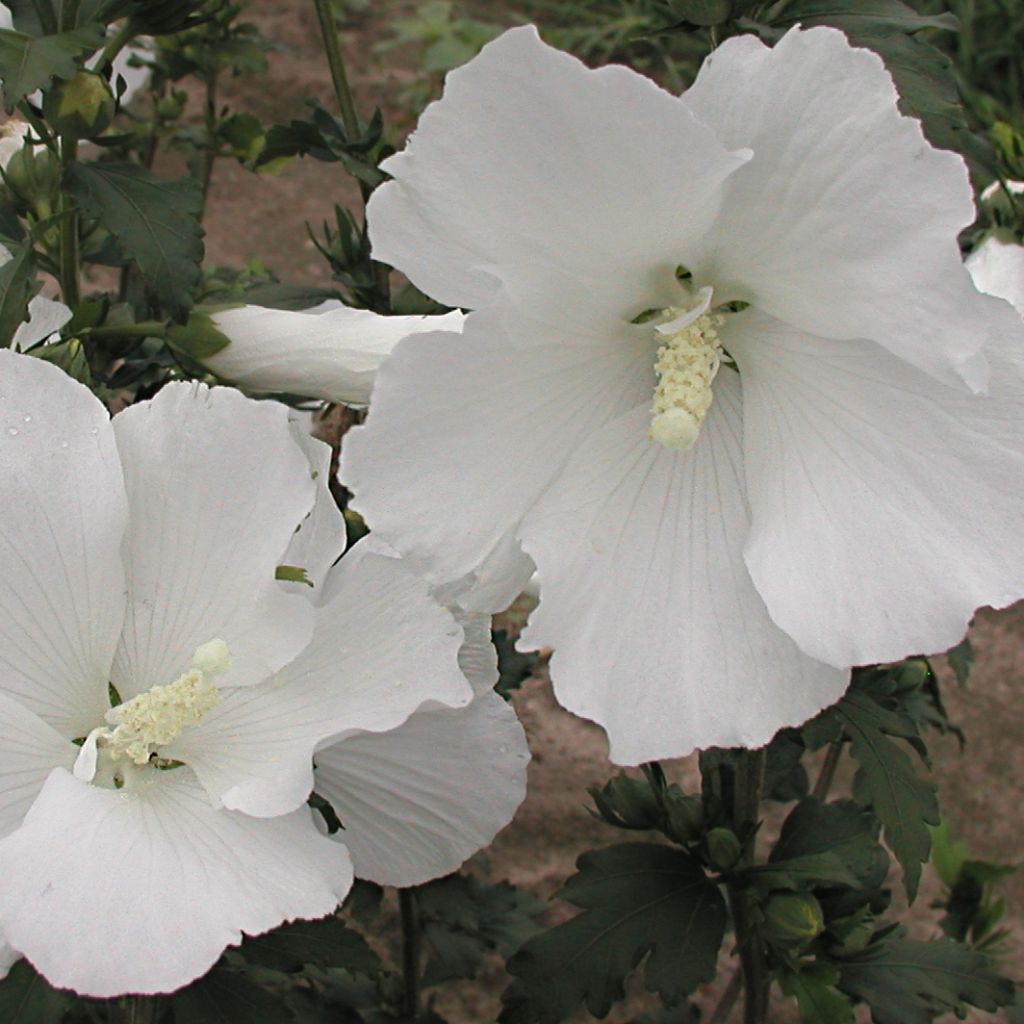 Hibiscus syriacus Eléonore - Rose of Sharon