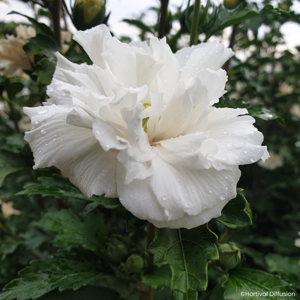 Hibiscus syriacus FRENCH CABARET ® White -  Rose of Sharon