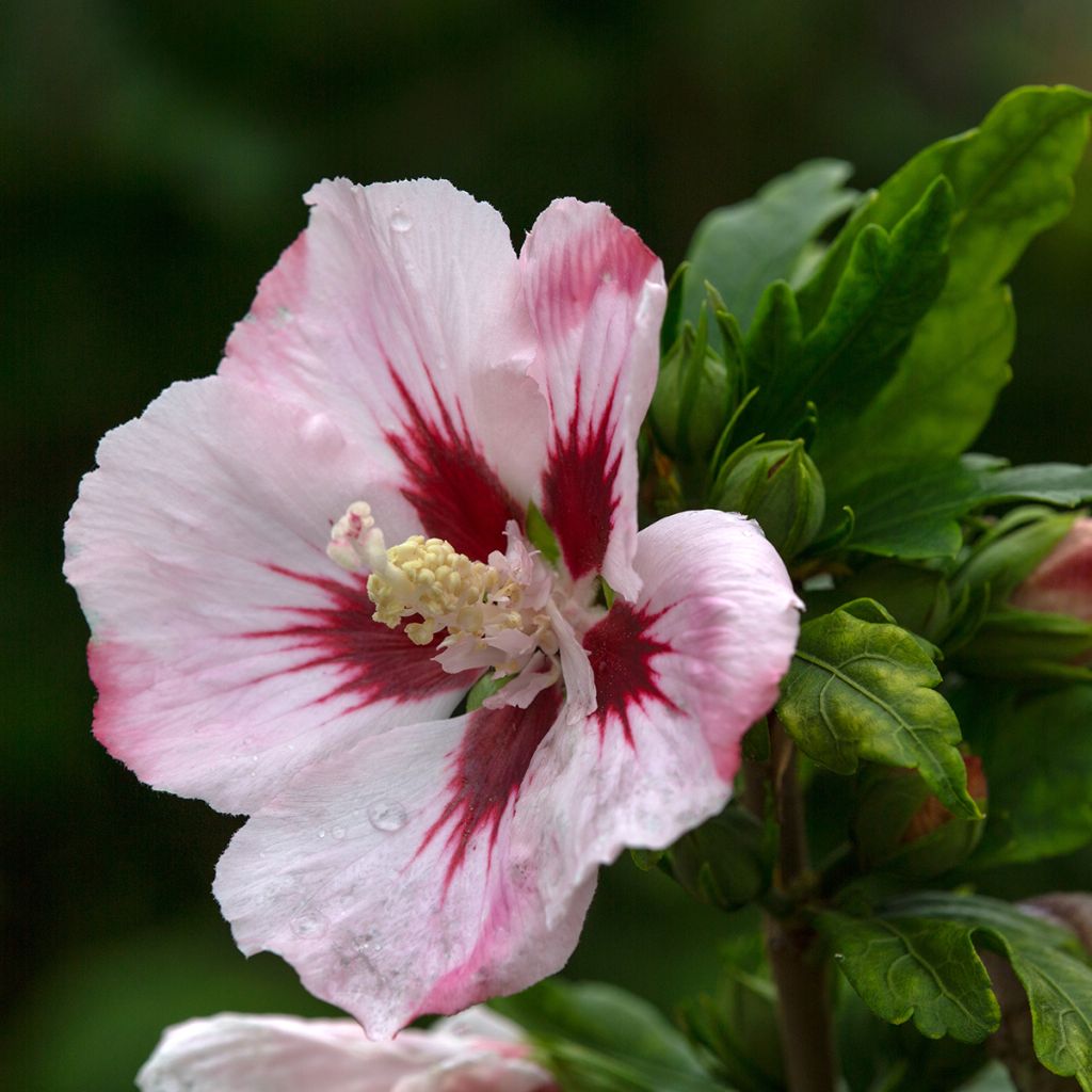 Hibiscus syriacus Hamabo - Rose of Sharon