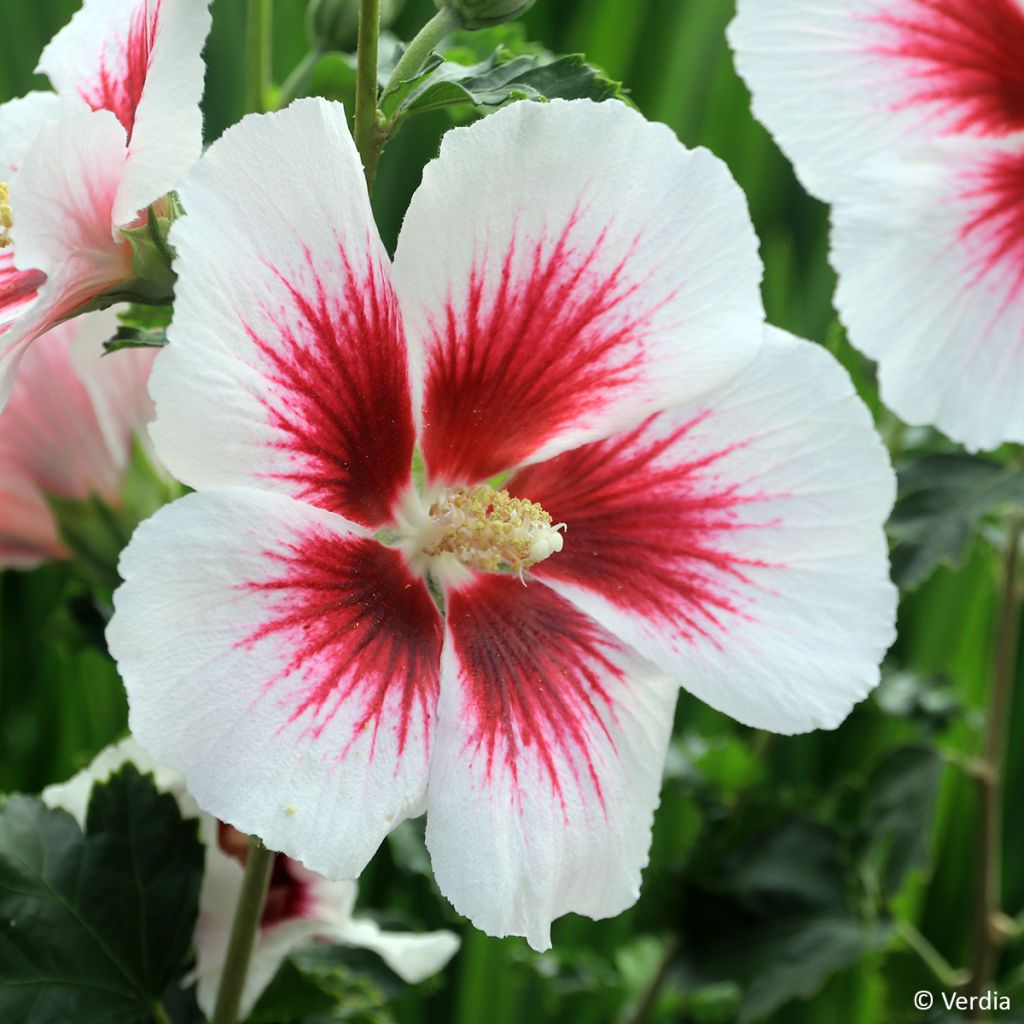 Hibiscus syriacus Blanco - Rose of Sharon