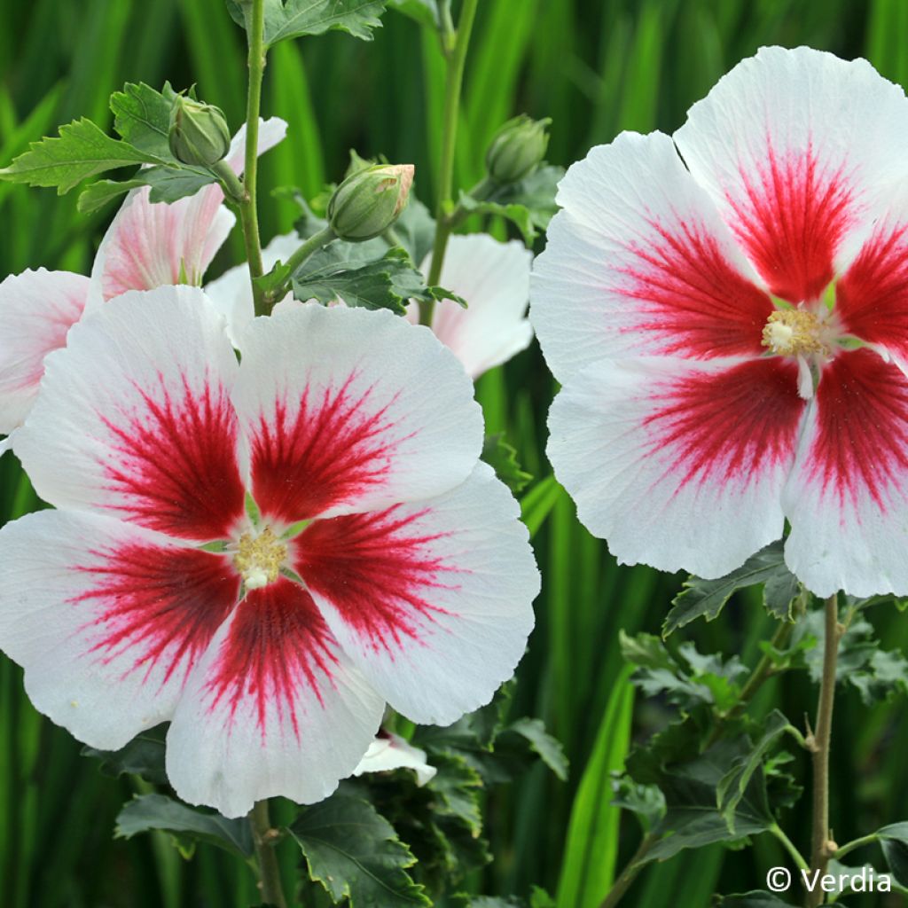 Hibiscus syriacus Blanco - Rose of Sharon