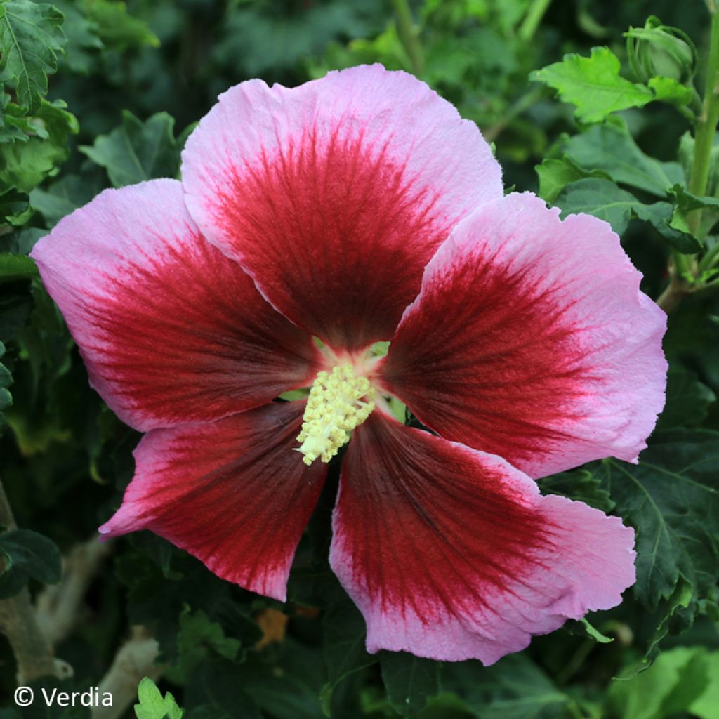 Hibiscus syriacus Cocktail - Rose of Sharon