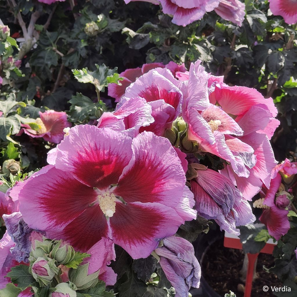 Hibiscus syriacus Cocktail - Rose of Sharon