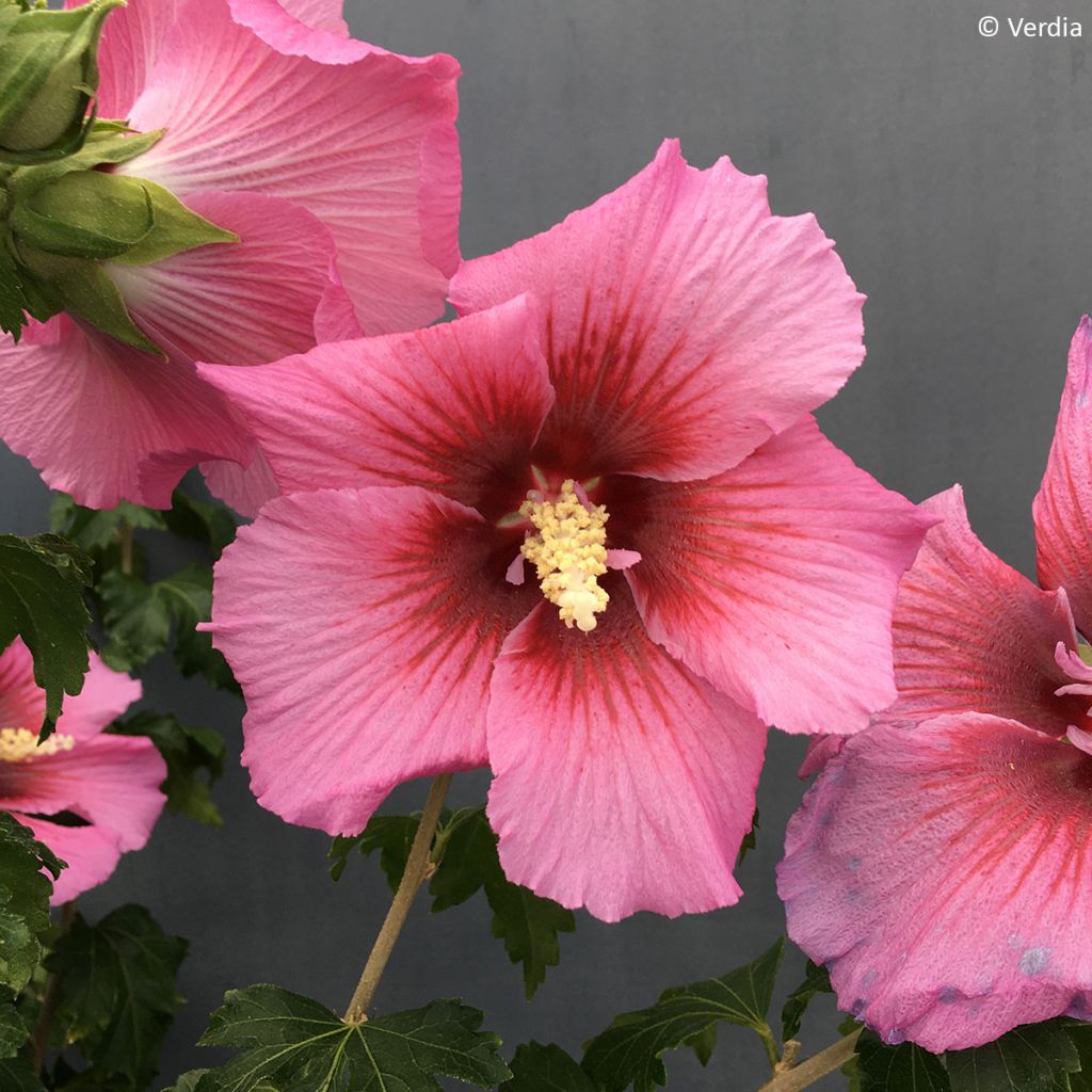 Hibiscus syriacus Rosada - Rose of Sharon