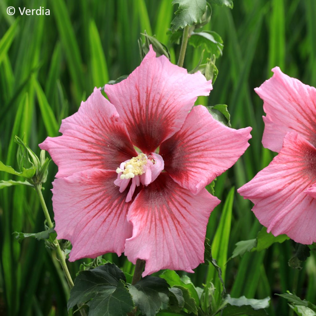 Hibiscus syriacus Rosada - Rose of Sharon