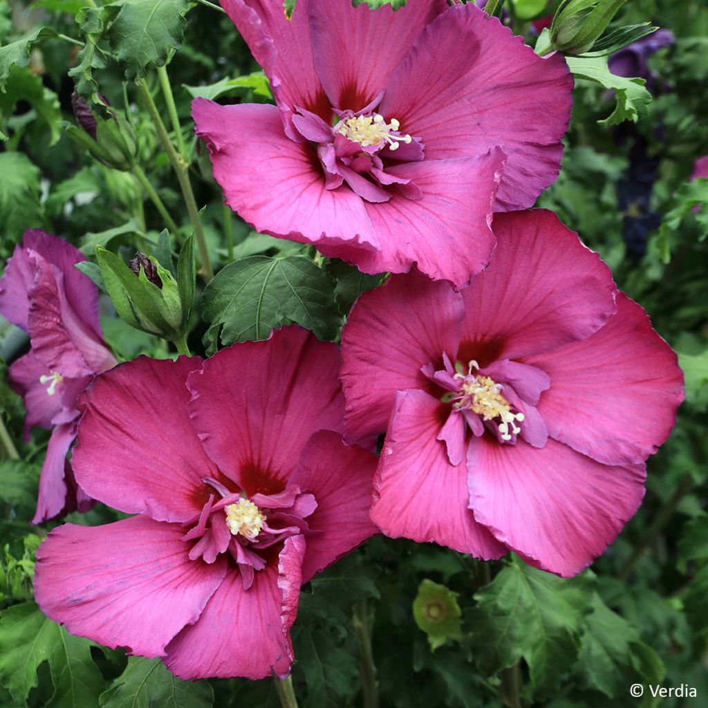 Hibiscus syriacus Sangria - Rose of Sharon