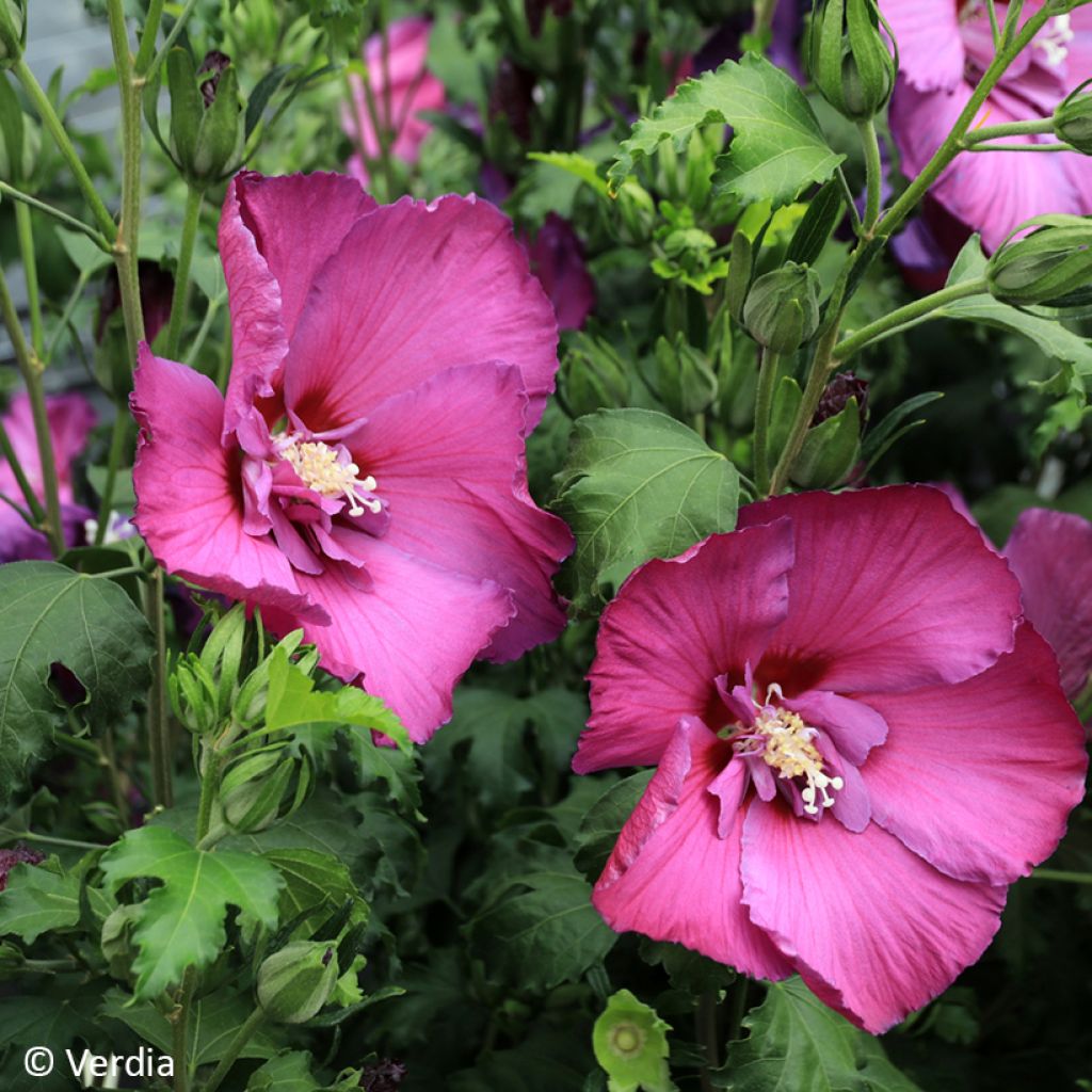 Hibiscus syriacus Sangria - Rose of Sharon