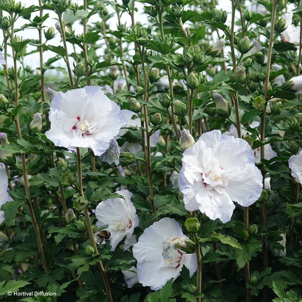 Hibiscus syriacus Igloo - Rose of Sharon
