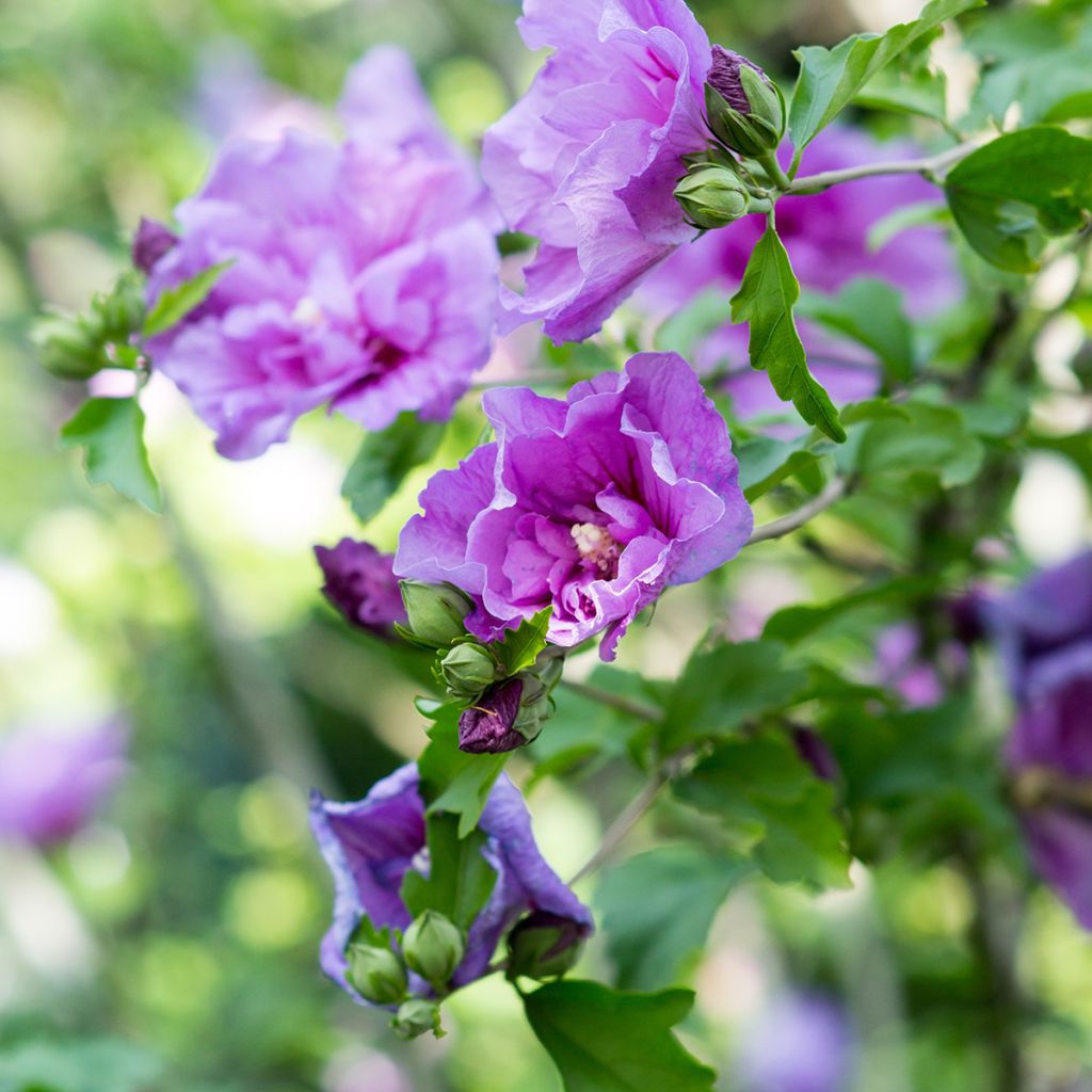 Hibiscus syriacus Lavender Chiffon - Rose of Sharon
