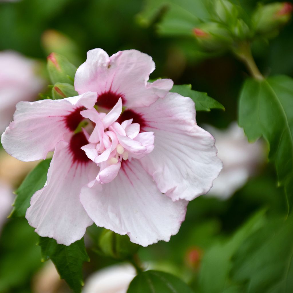 Hibiscus syriacus Leopoldii - Rose of Sharon