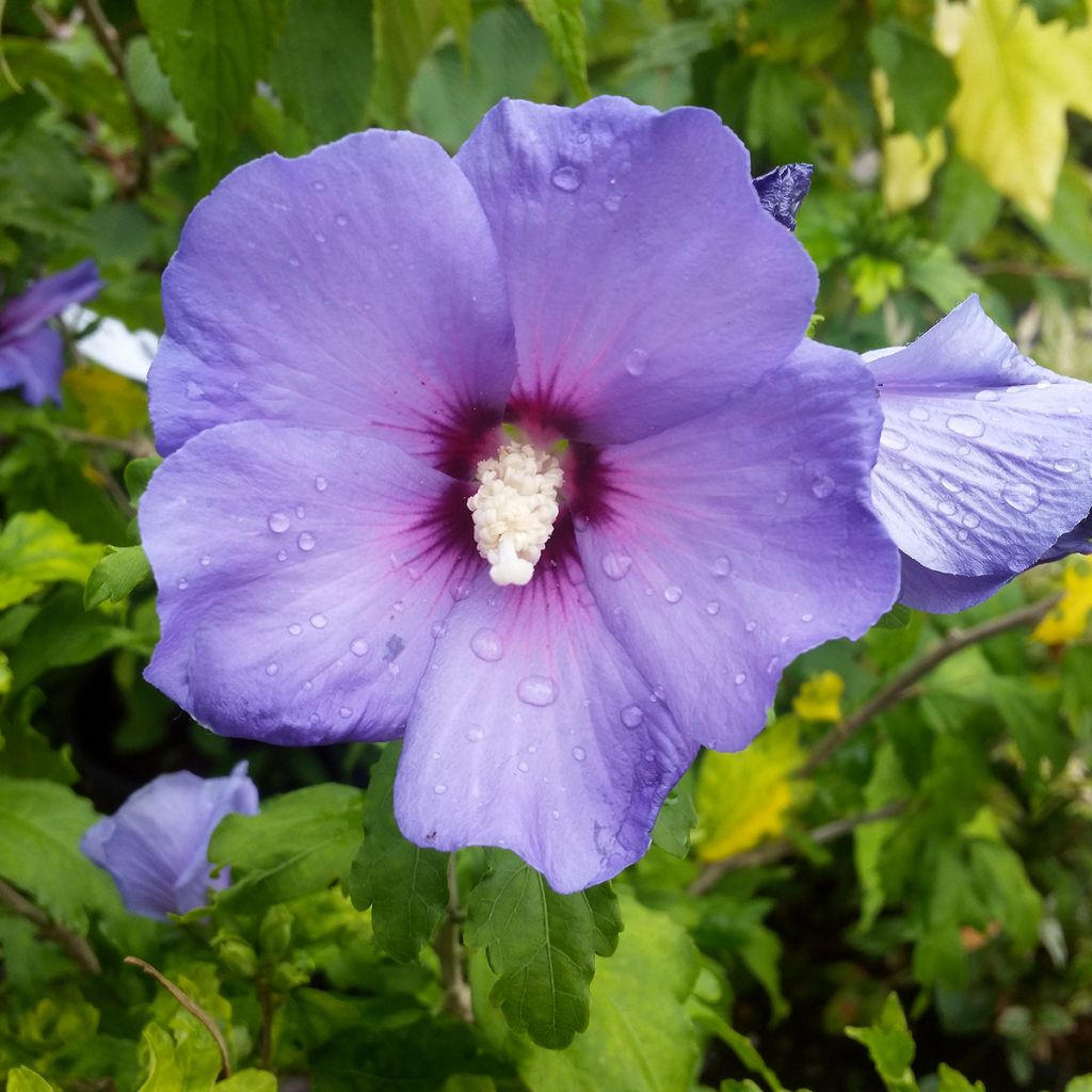 Hibiscus syriacus Oiseau Bleu - Rose of Sharon