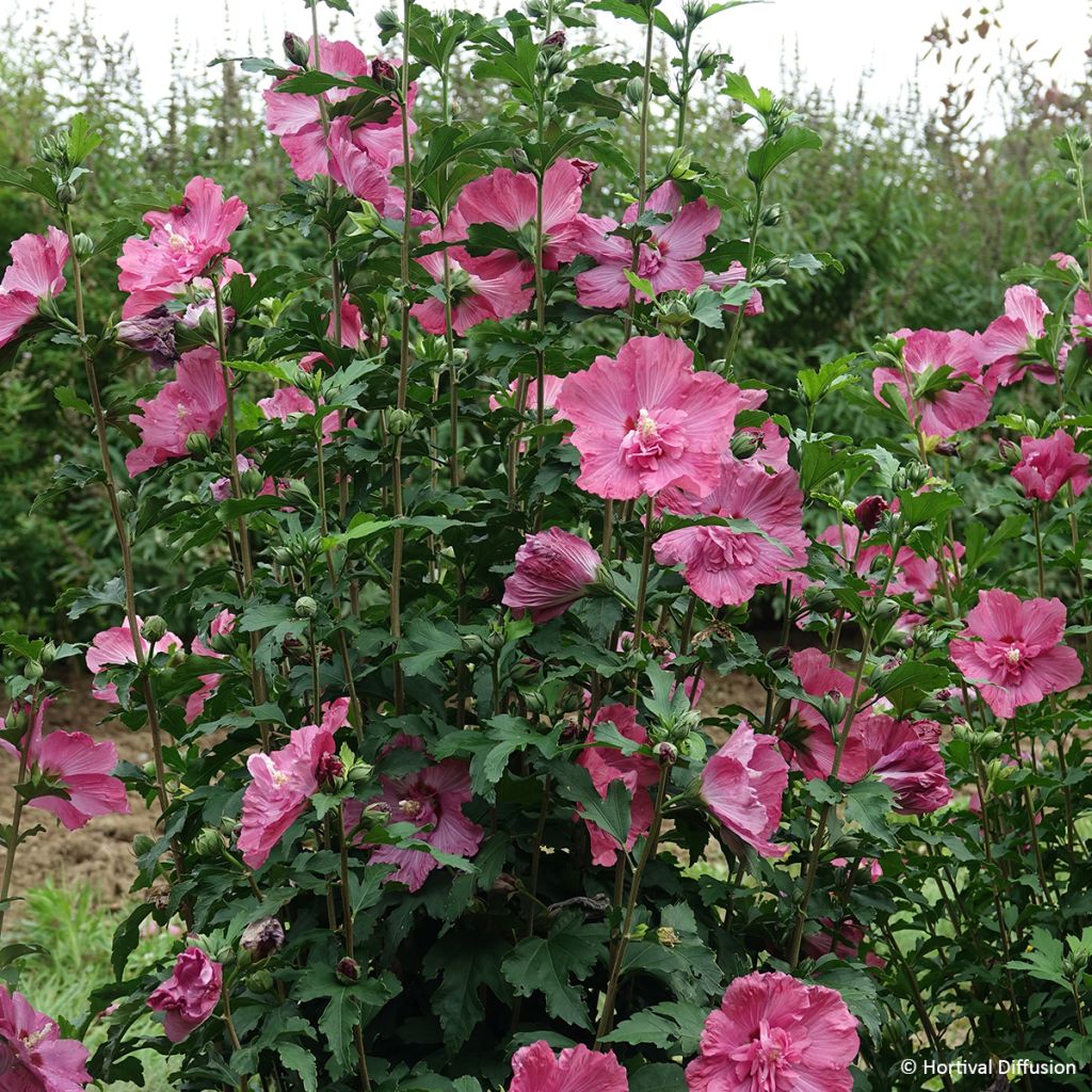 Hibiscus syriacus Pompei - Rose of Sharon