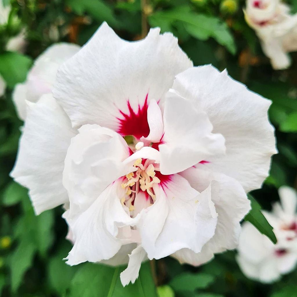 Hibiscus syriacus Speciosus - Rose of Sharon
