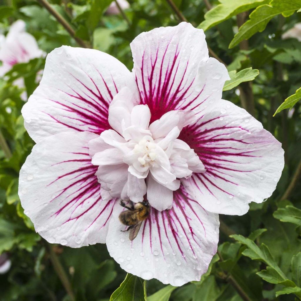 Hibiscus syriacus Starburst Chiffon - Rose of Sharon