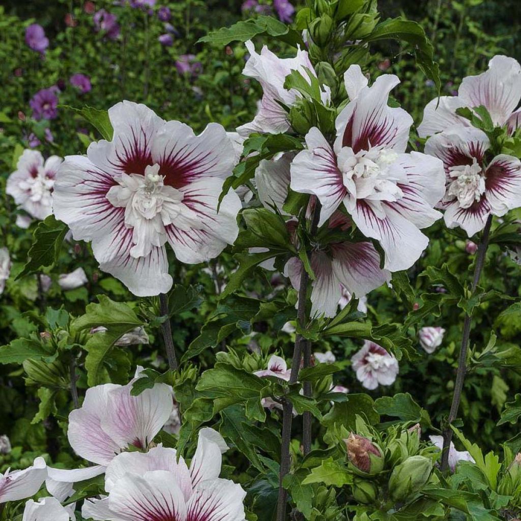 Hibiscus syriacus Starburst Chiffon - Rose of Sharon