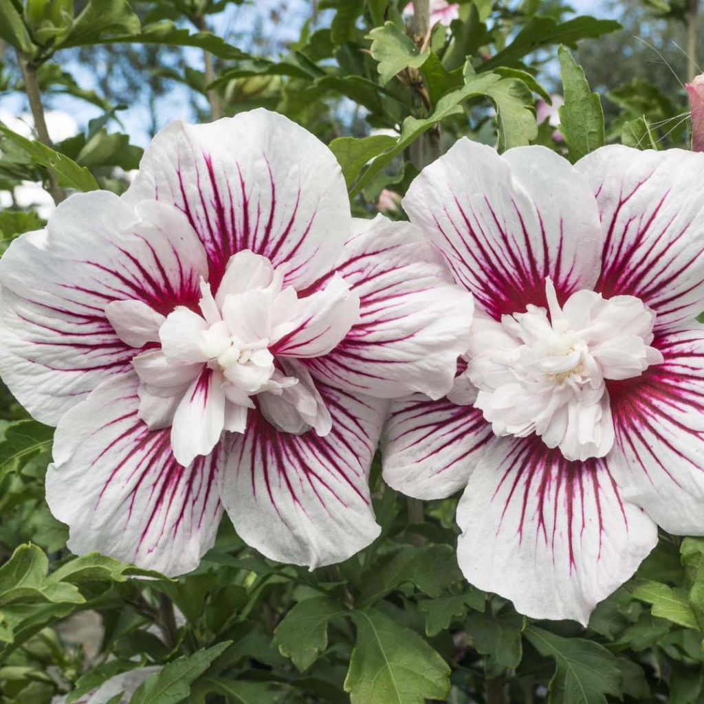 Hibiscus syriacus Starburst Chiffon - Rose of Sharon
