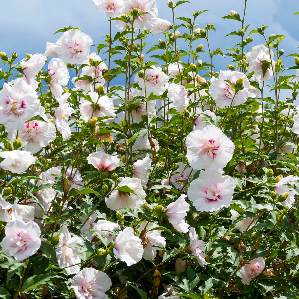Hibiscus syriacus Starburst Chiffon - Rose of Sharon