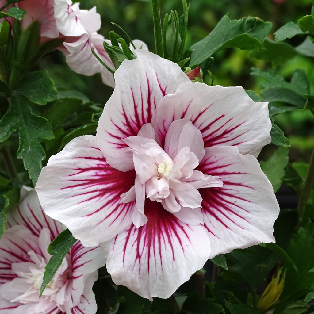 Hibiscus syriacus Starburst Chiffon - Rose of Sharon