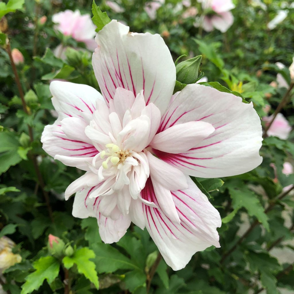 Hibiscus syriacus Starburst Chiffon - Rose of Sharon
