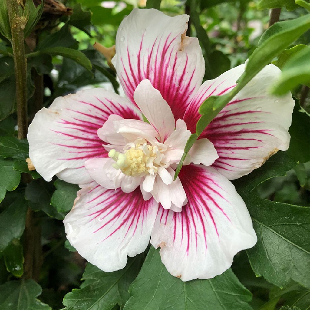 Hibiscus syriacus Starburst Chiffon - Rose of Sharon