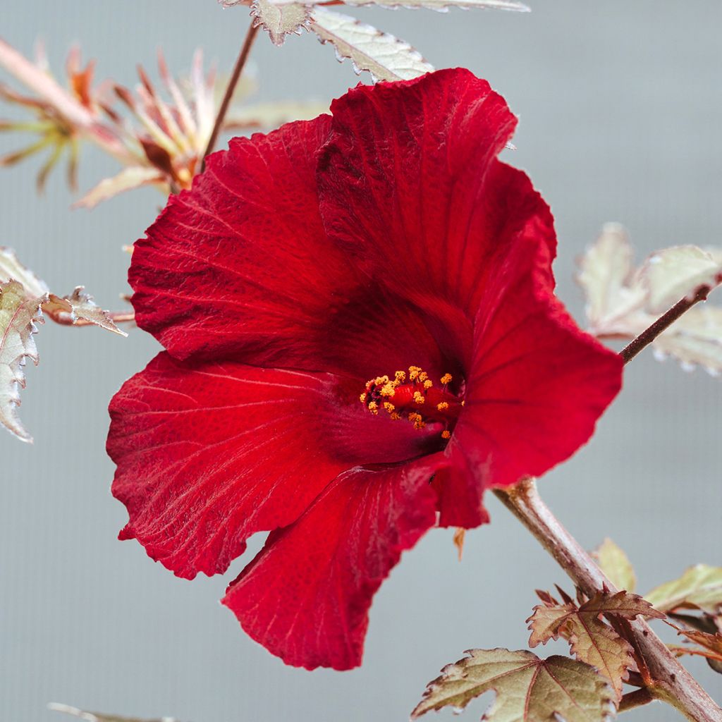 Hibiscus acetosella Mahogany Splendor seeds
