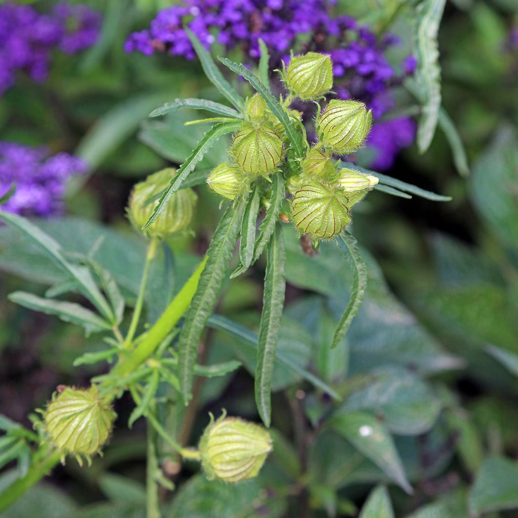 Hibiscus trionum - African Hibiscus