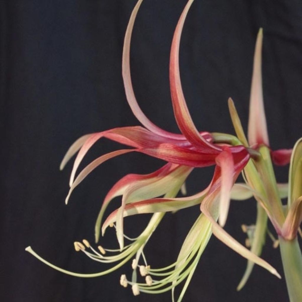 Hippeastrum Chico - Amaryllis