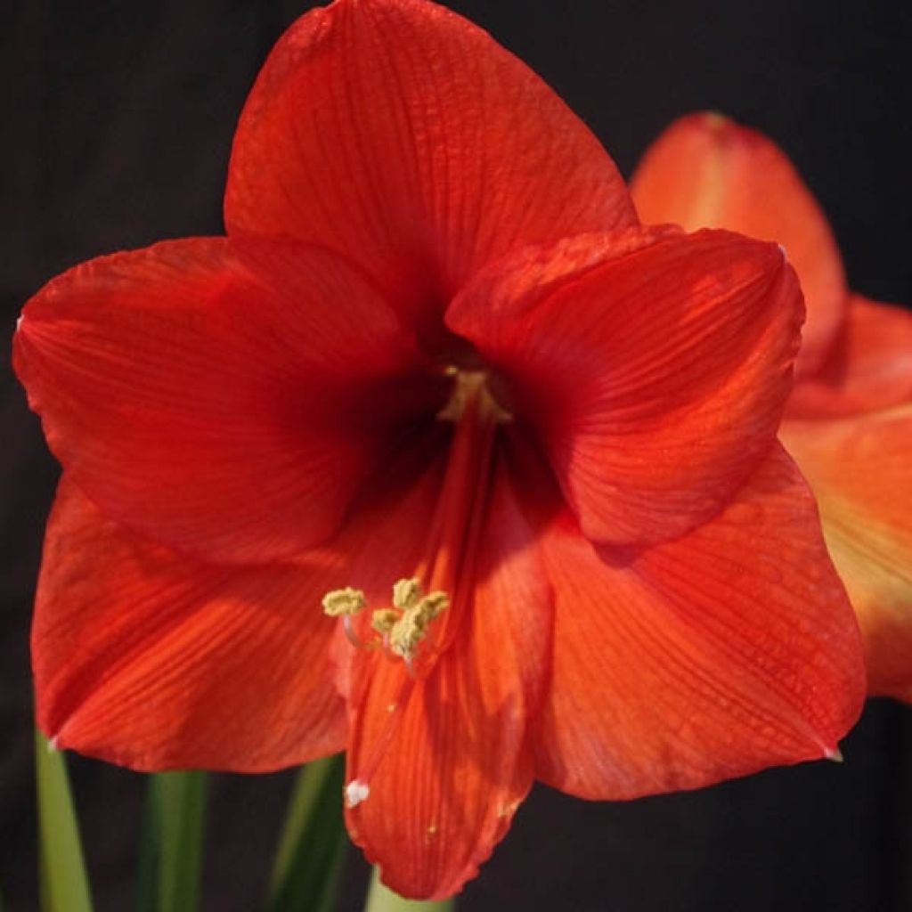 Hippeastrum Orange Souvereign - Amaryllis