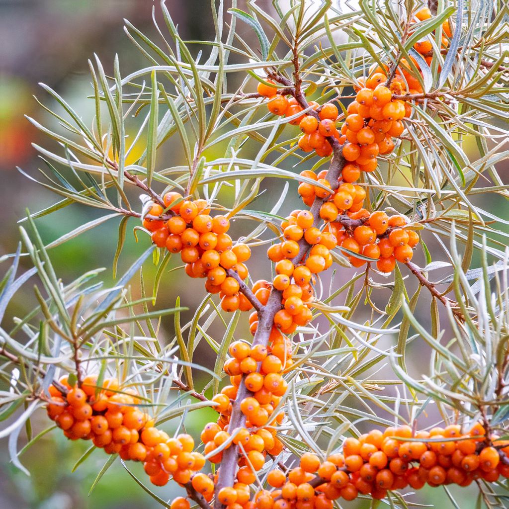 Hippophae rhamnoides seeds - Sea buckthorn