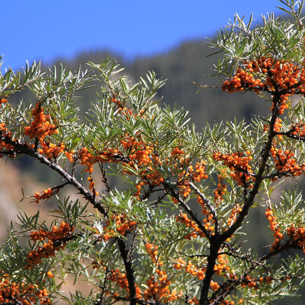 Hippophae rhamnoides seeds - Sea buckthorn