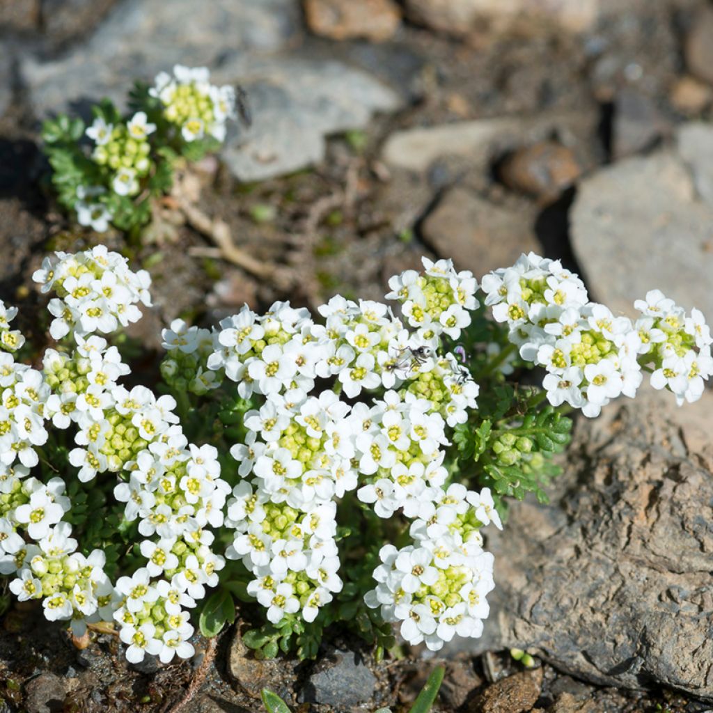 Hornungia (Pritzelago) alpina