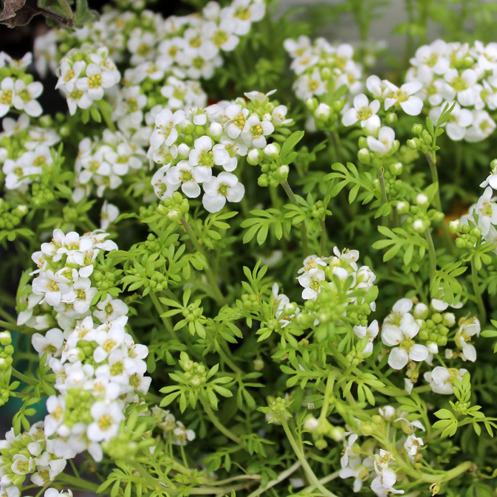 Hornungia (Pritzelago) alpina