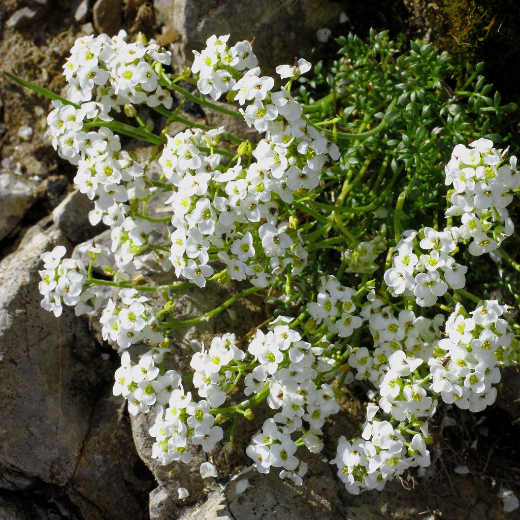 Hornungia (Pritzelago) alpina