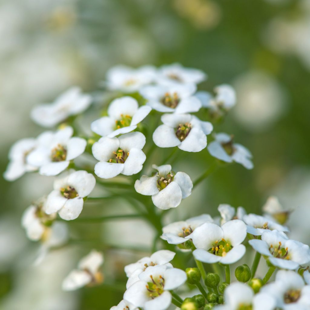 Hornungia (Pritzelago) alpina