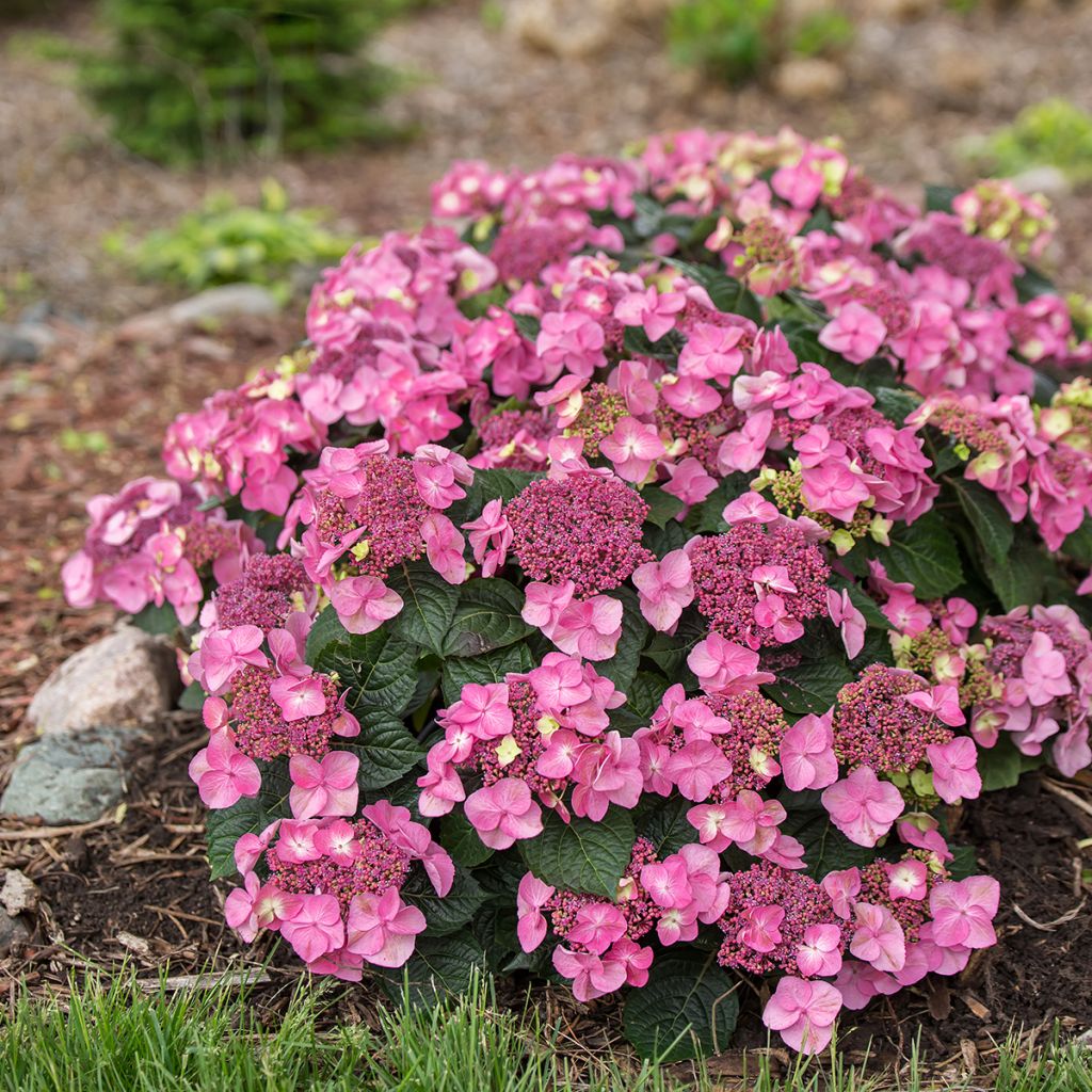 Hydrangea macrophylla Endless Summer Pop Star