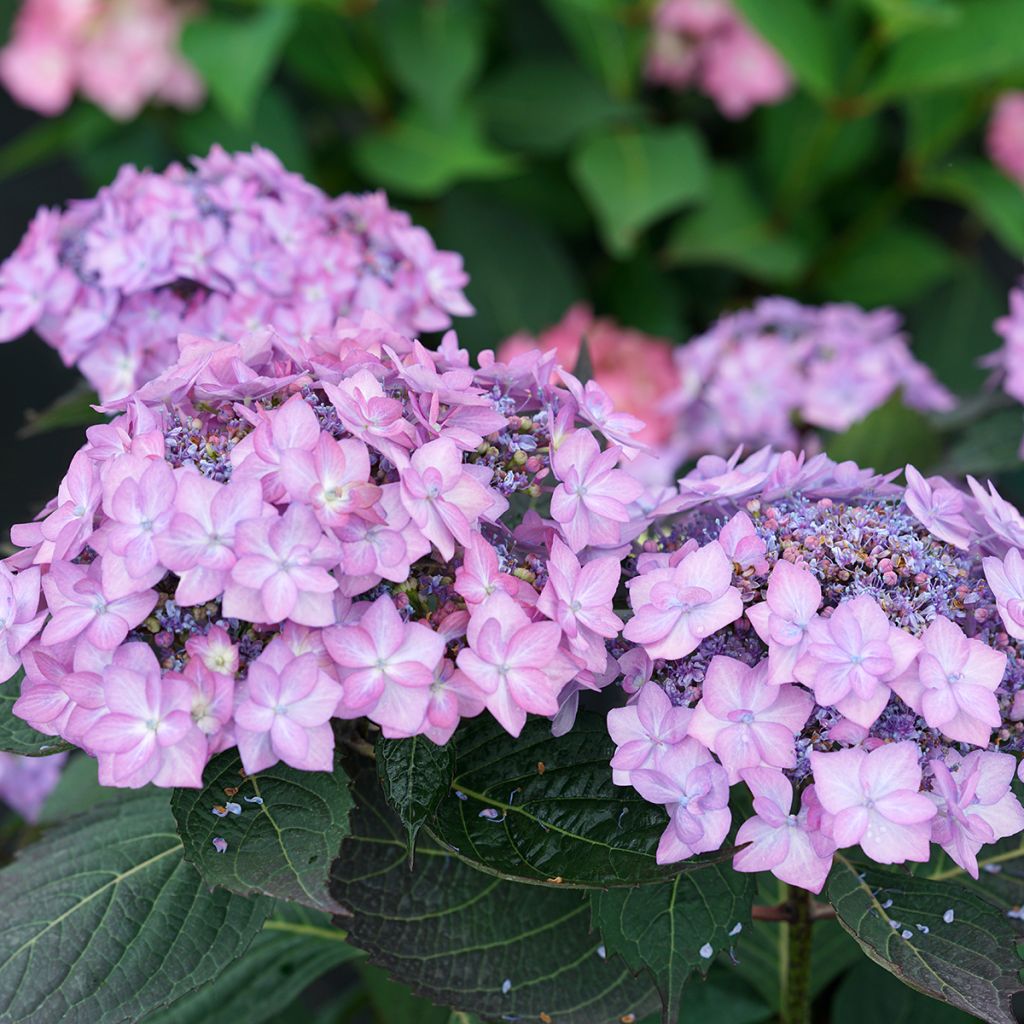 Hydrangea serrata Frozen Smoothie ® - Mountain Hydrangea