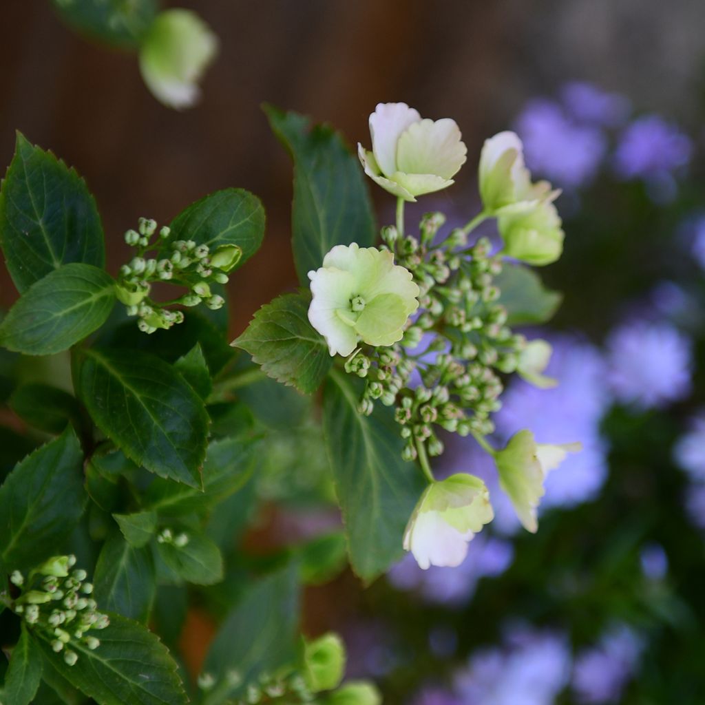 Hydrangea Runaway Bride Snow White