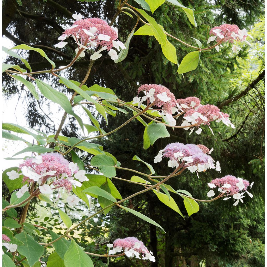 Hydrangea aspera subsp. sargentiana Goldrush