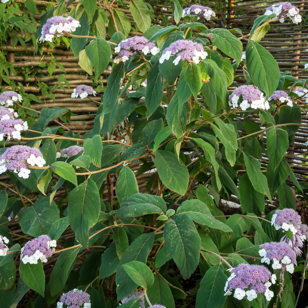 Hydrangea aspera subsp.sargentiana