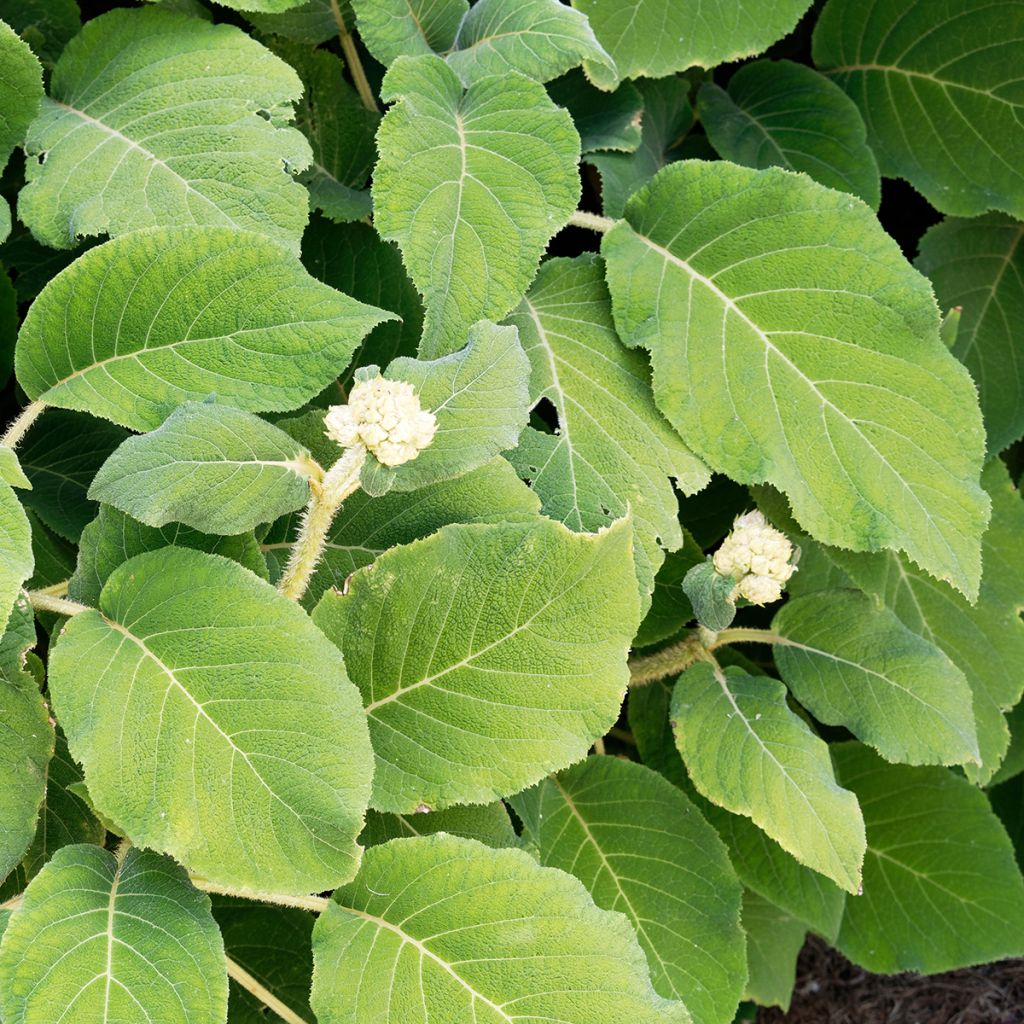 Hydrangea aspera subsp.sargentiana
