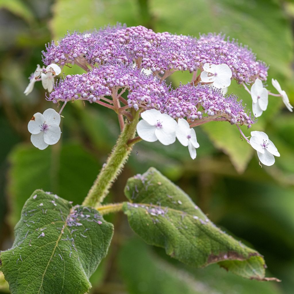Hydrangea aspera subsp.sargentiana