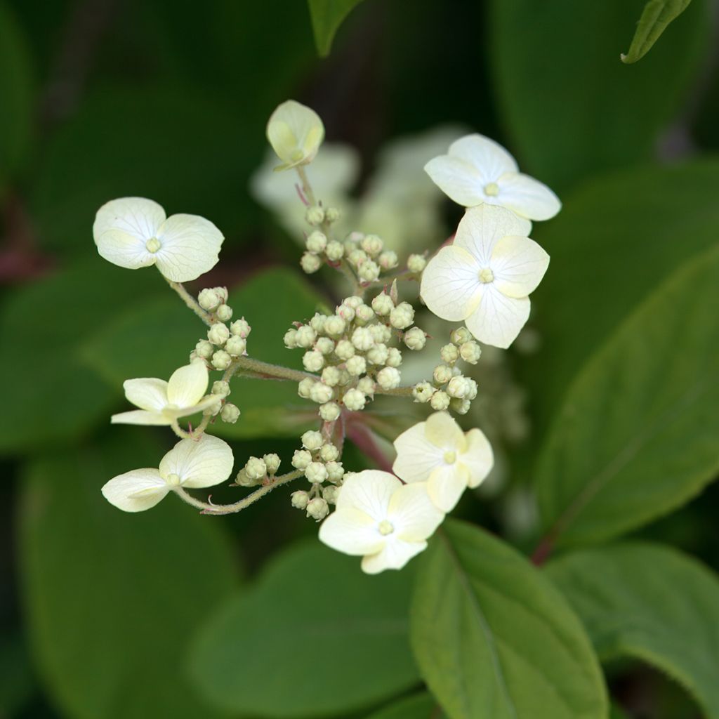 Hydrangea heteromalla