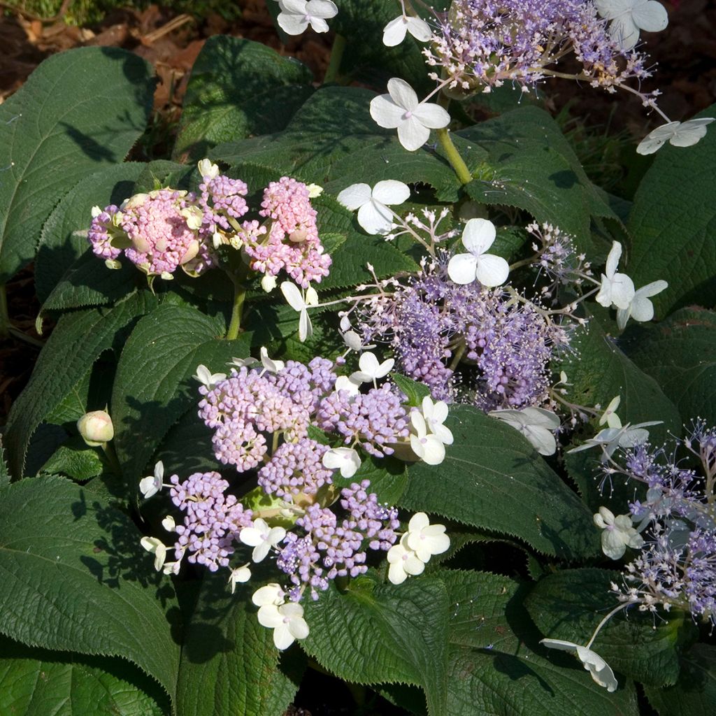Hydrangea involucrata Late Love