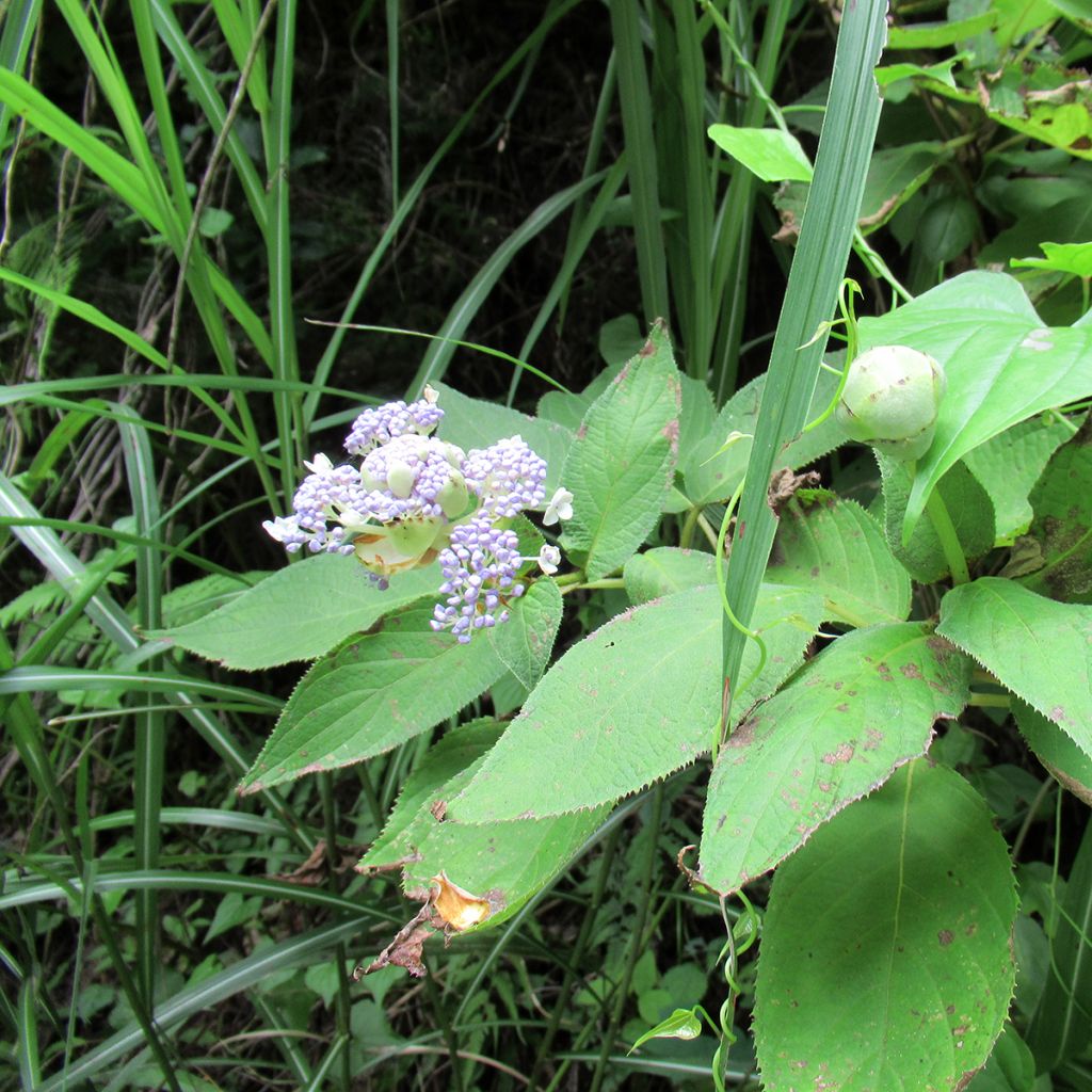 Hydrangea involucrata - Bracted Hydrangea