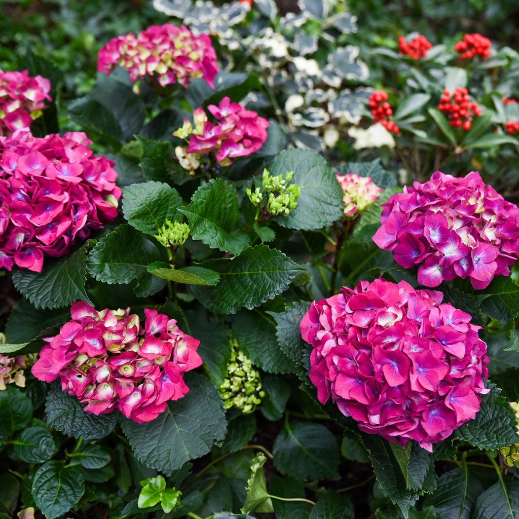 Hydrangea macrophylla Red Baron