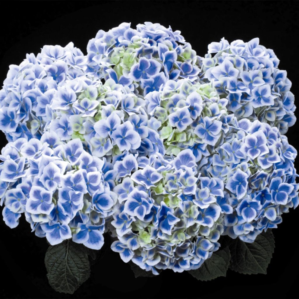 Hortensia - Hydrangea macrophylla Beautensia Dali