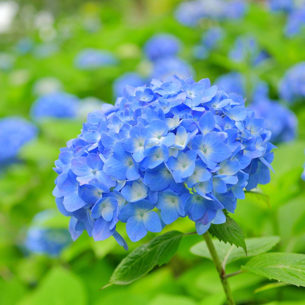 Hydrangea macrophylla Bela