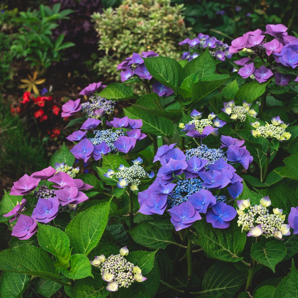 Hydrangea macrophylla Blaumeise